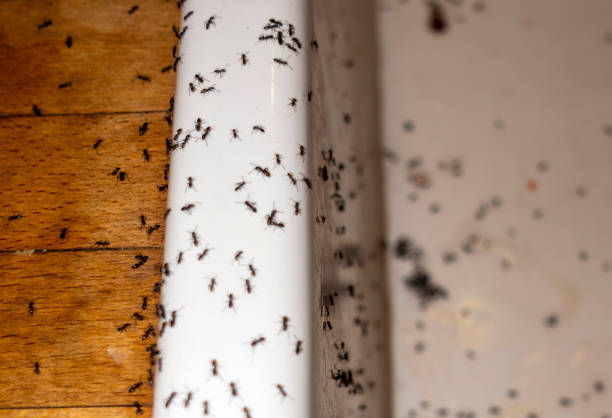 Best Best Pest Control Companies  in Gilcrest, CO